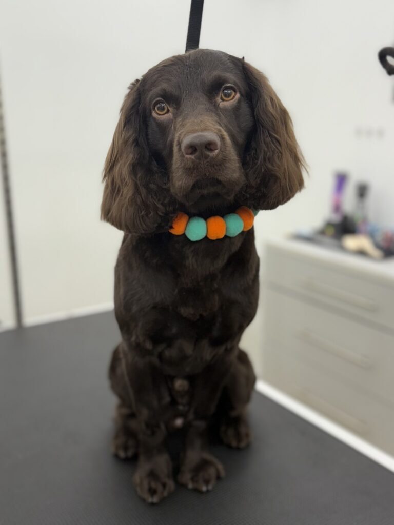 Beau