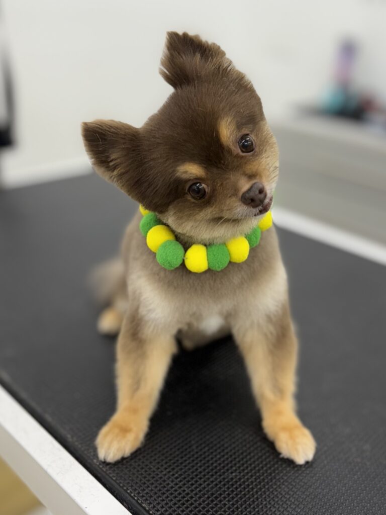 Kodi
