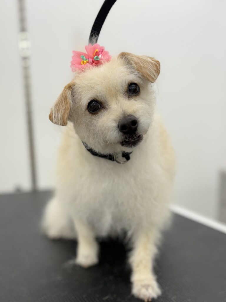 Stella
