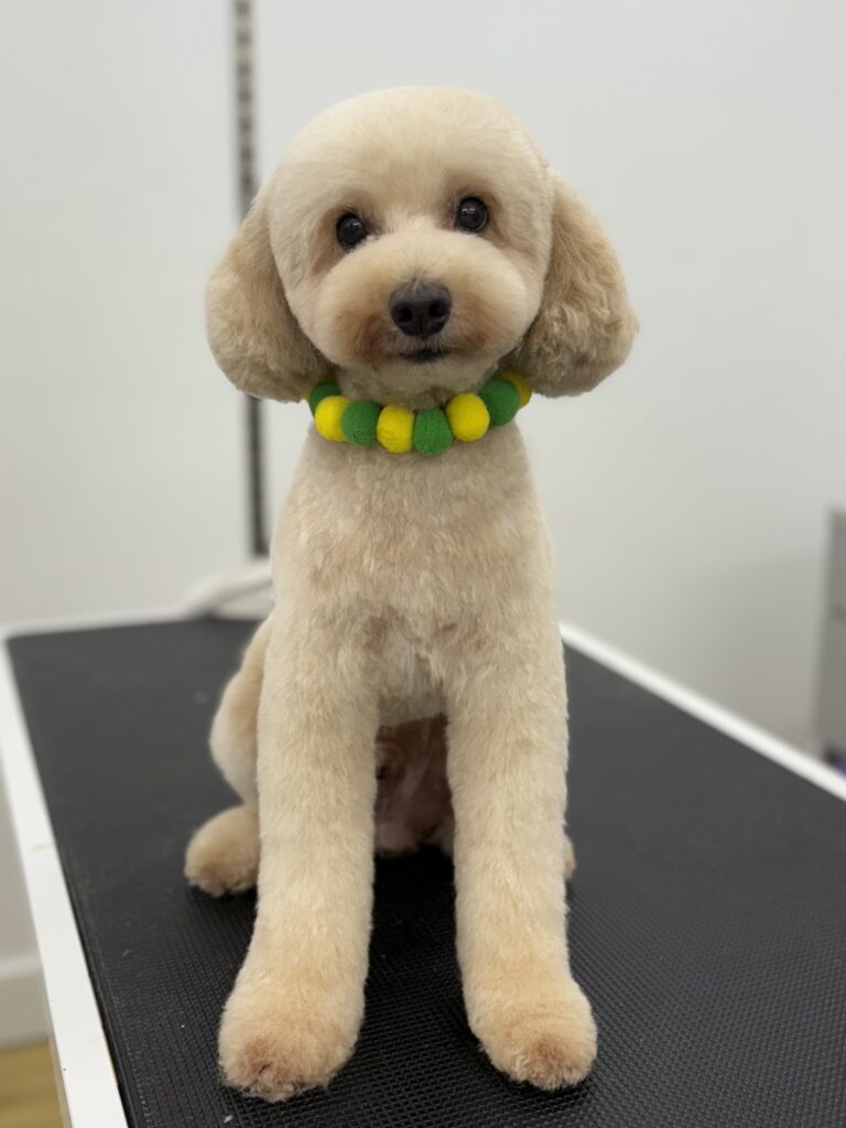 Teddy
